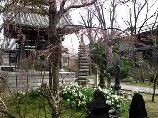 役者寺鐘楼堂前に咲く白い水仙