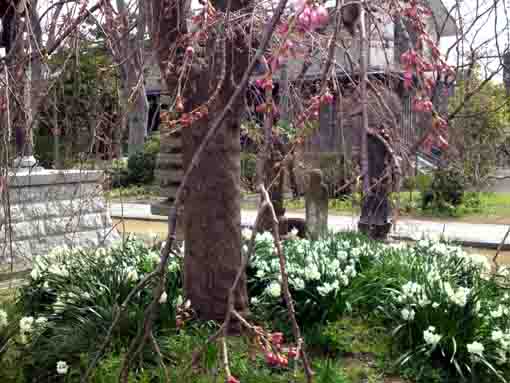 narcissuses under a cherry tree in Daiunji