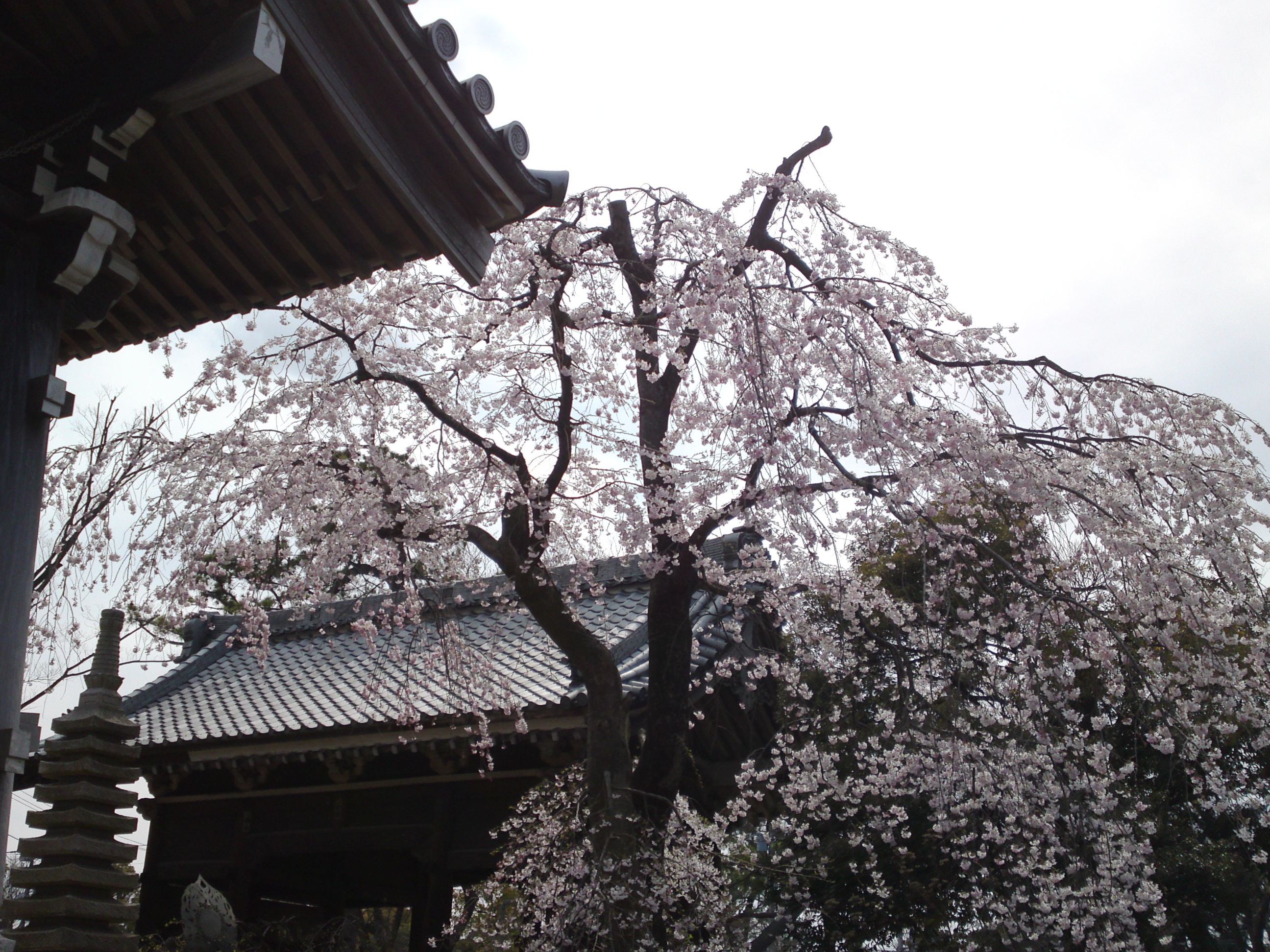 2017年春役者寺に咲くしだれ桜の花３