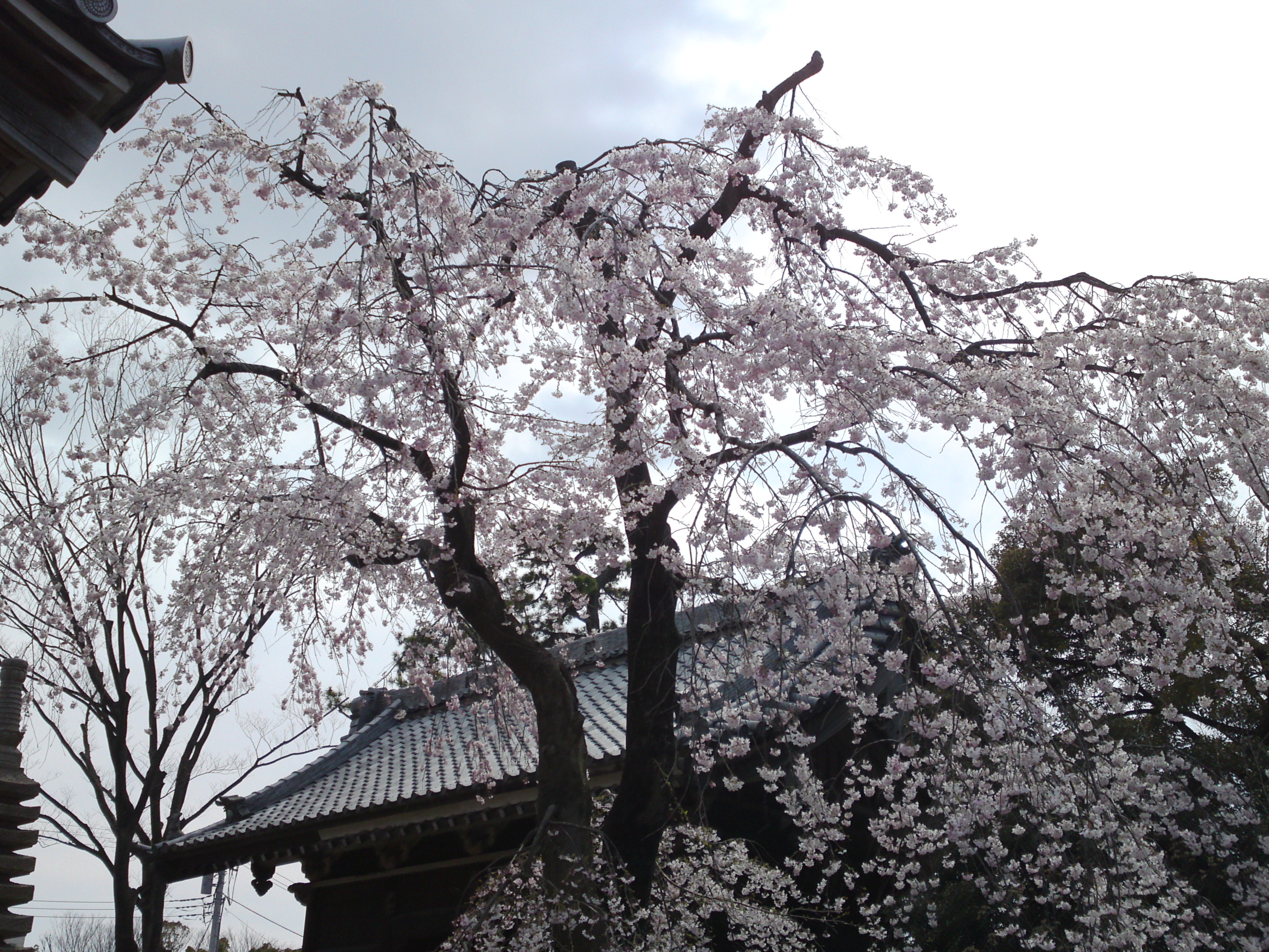2017年春役者寺に咲くしだれ桜の花５