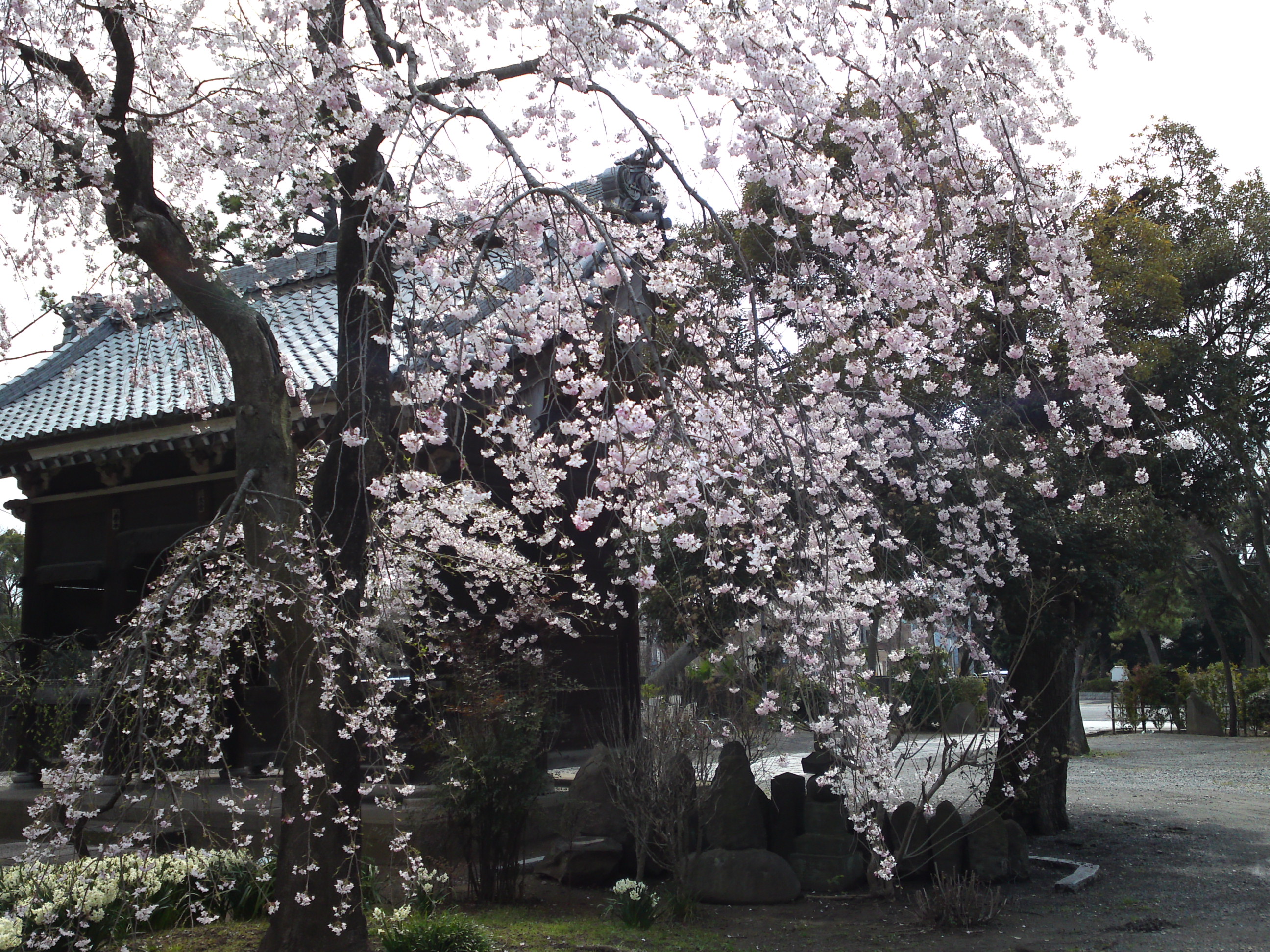 2017年春役者寺に咲くしだれ桜の花１２
