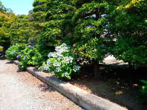 令和３年なぎさ公園に咲く紫陽花の花①