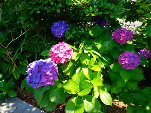 令和３年なぎさ公園に咲く紫陽花の花⑤