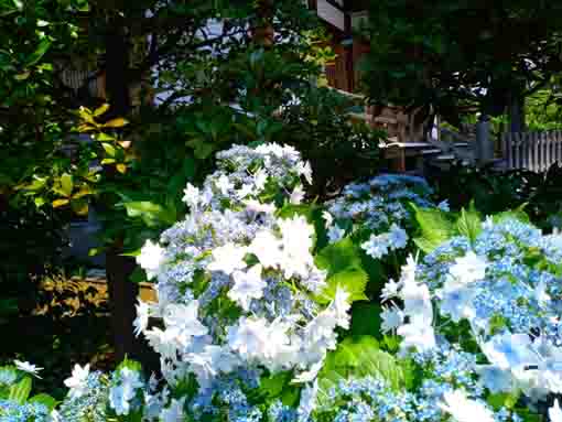 令和３年なぎさ公園に咲く紫陽花の花⑦