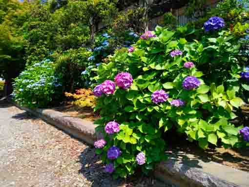 令和３年なぎさ公園に咲く紫陽花の花②