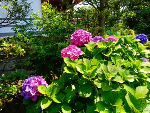 令和３年なぎさ公園に咲く紫陽花の花⑥