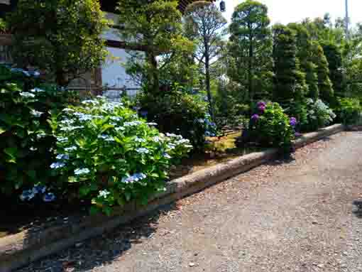 令和３年なぎさ公園に咲く紫陽花の花③