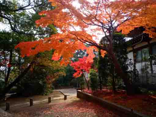 役者寺の紅葉の風景
