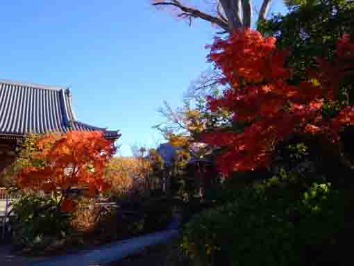 令和３年役者寺こと大雲寺の紅葉４