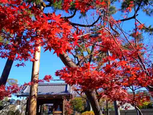 大雲寺（役者寺）の紅葉１