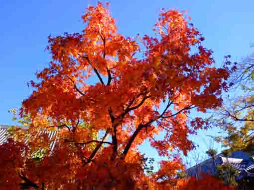 令和３年役者寺こと大雲寺の紅葉５