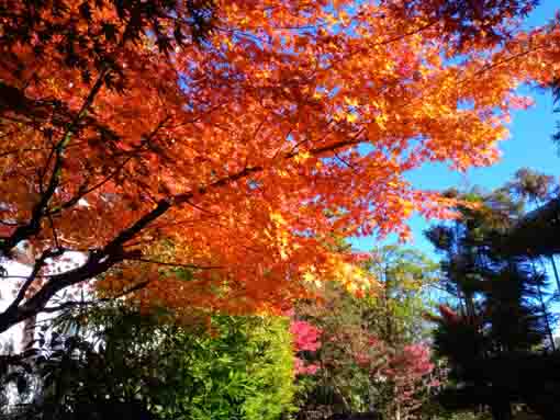 令和３年役者寺の紅葉