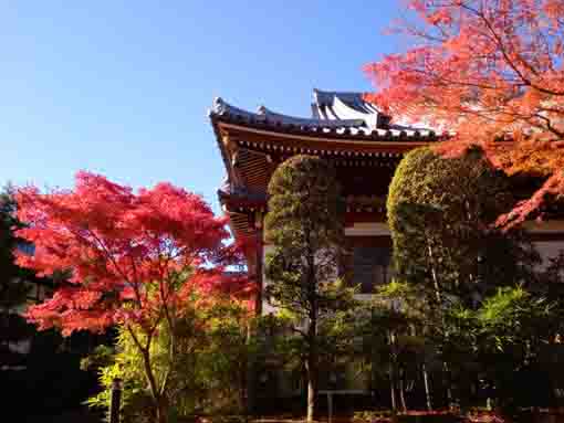 令和３年役者寺こと大雲寺の紅葉８