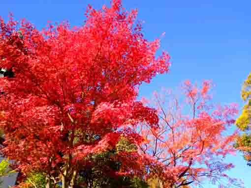 令和３年役者寺こと大雲寺の紅葉７