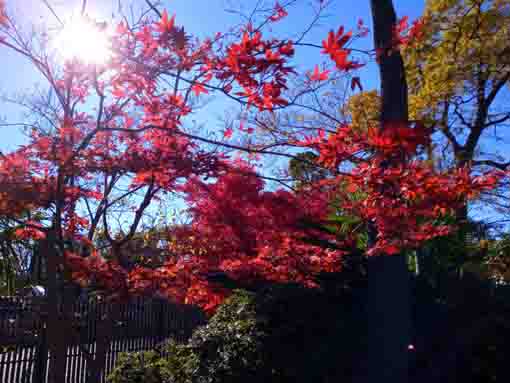 令和３年役者寺こと大雲寺の紅葉１