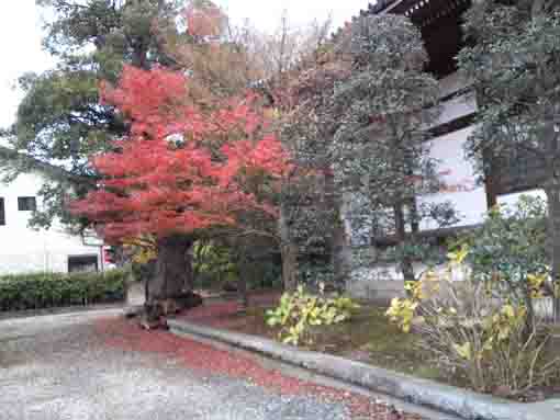 maple trees in Yakushadera