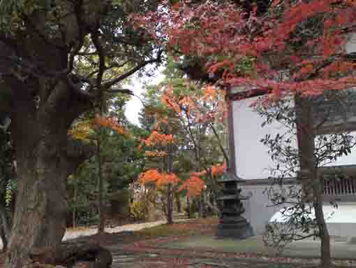 maple leaves in Yakushadera