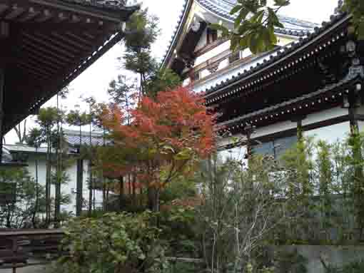 大雲寺の堂宇内の紅葉