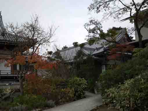 maple leaves in front of the main hall