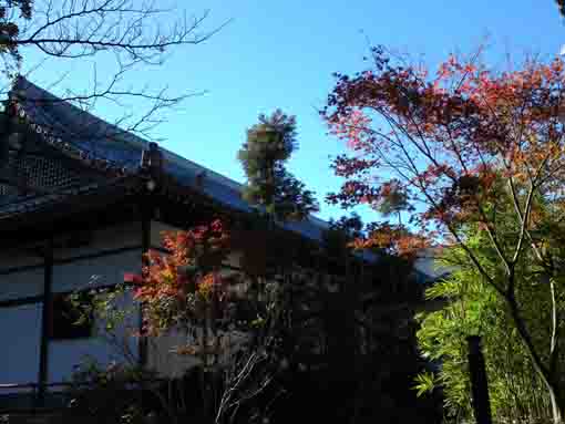 maple leaves in the blue sky