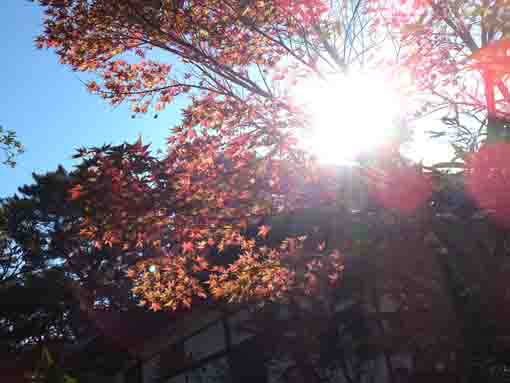 役者寺の紅葉と太陽