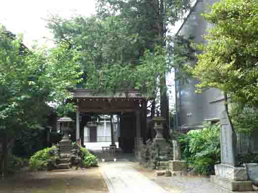 the trees in Yasaka Jinja in Innai