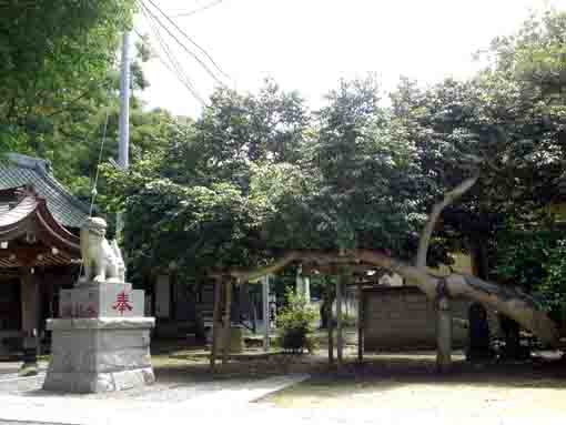 Komyoji Temple in  Yasaka Jinja in Innai