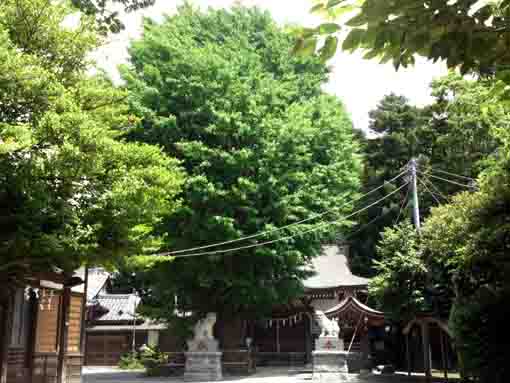 Yasaka Jinja Shrine in Innai