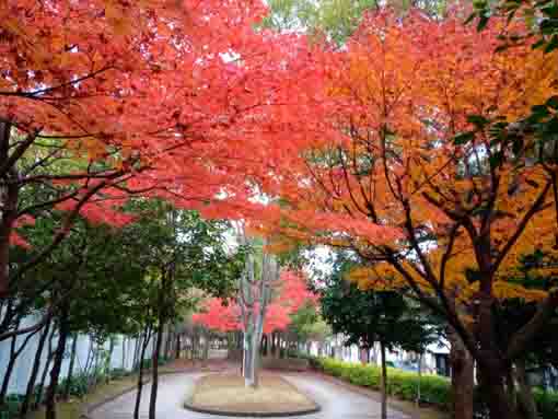 Kutsurogi no Ie Park by Edogawa River