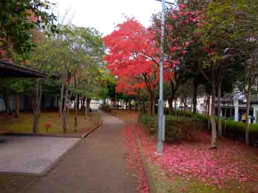 くつろぎの家公園紅葉と山茶花