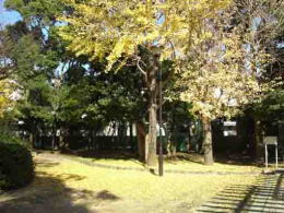 gingko trees in Fureainomori Ukita Park