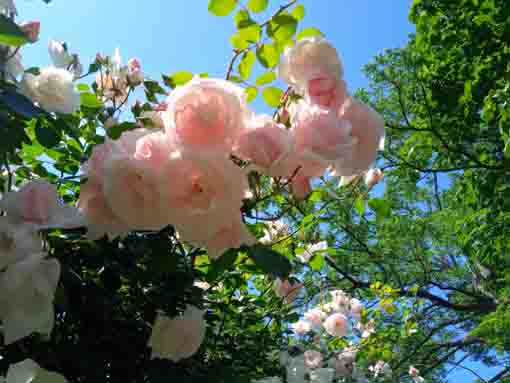 芳澤ガーデンギャラリーに咲くバラの花1