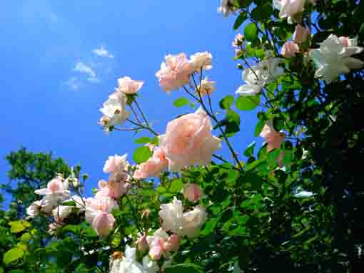 芳澤ガーデンギャラリーに咲くバラの花2