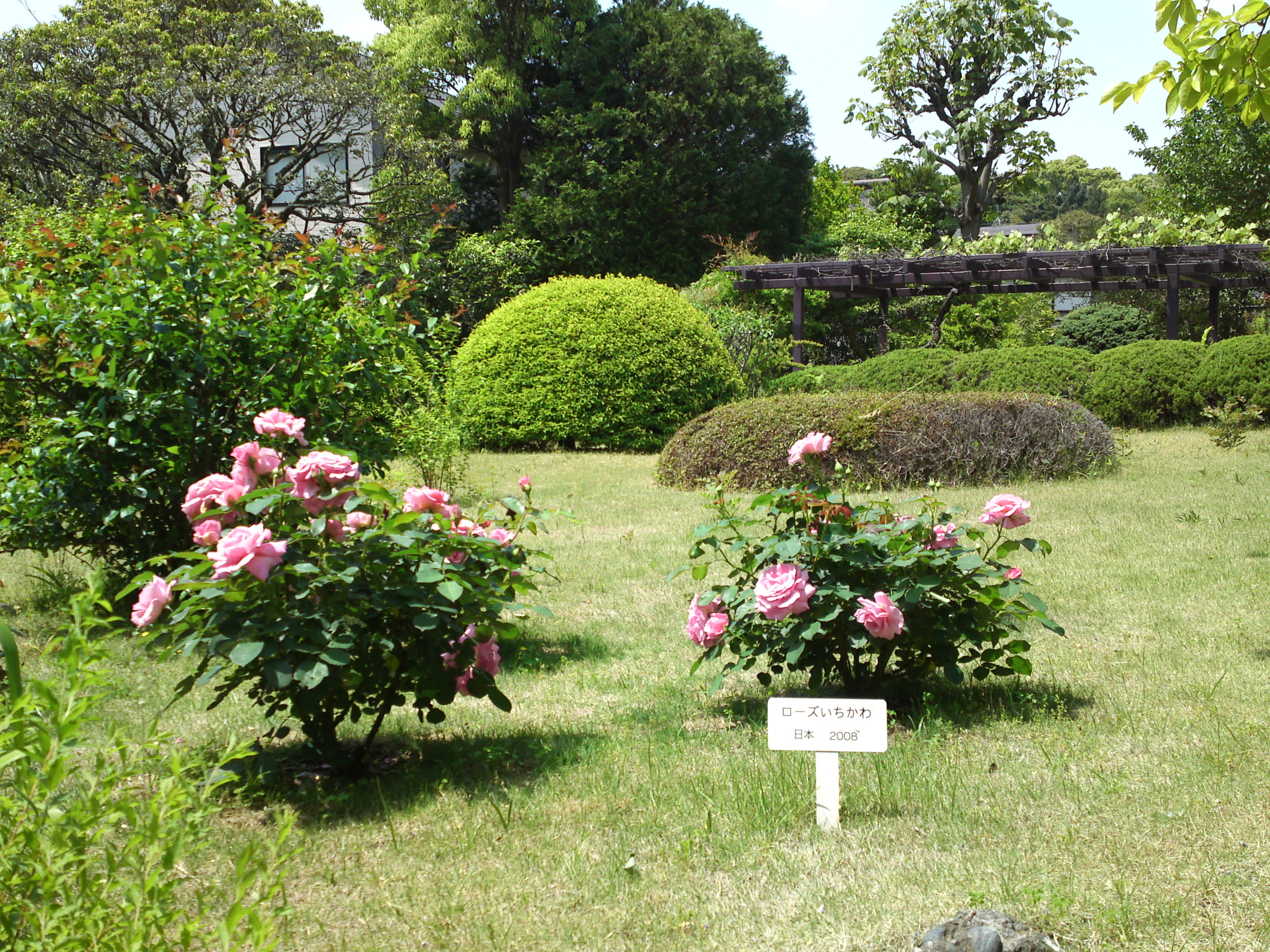 2015年芳澤ガーデンギャラリーのバラの花１