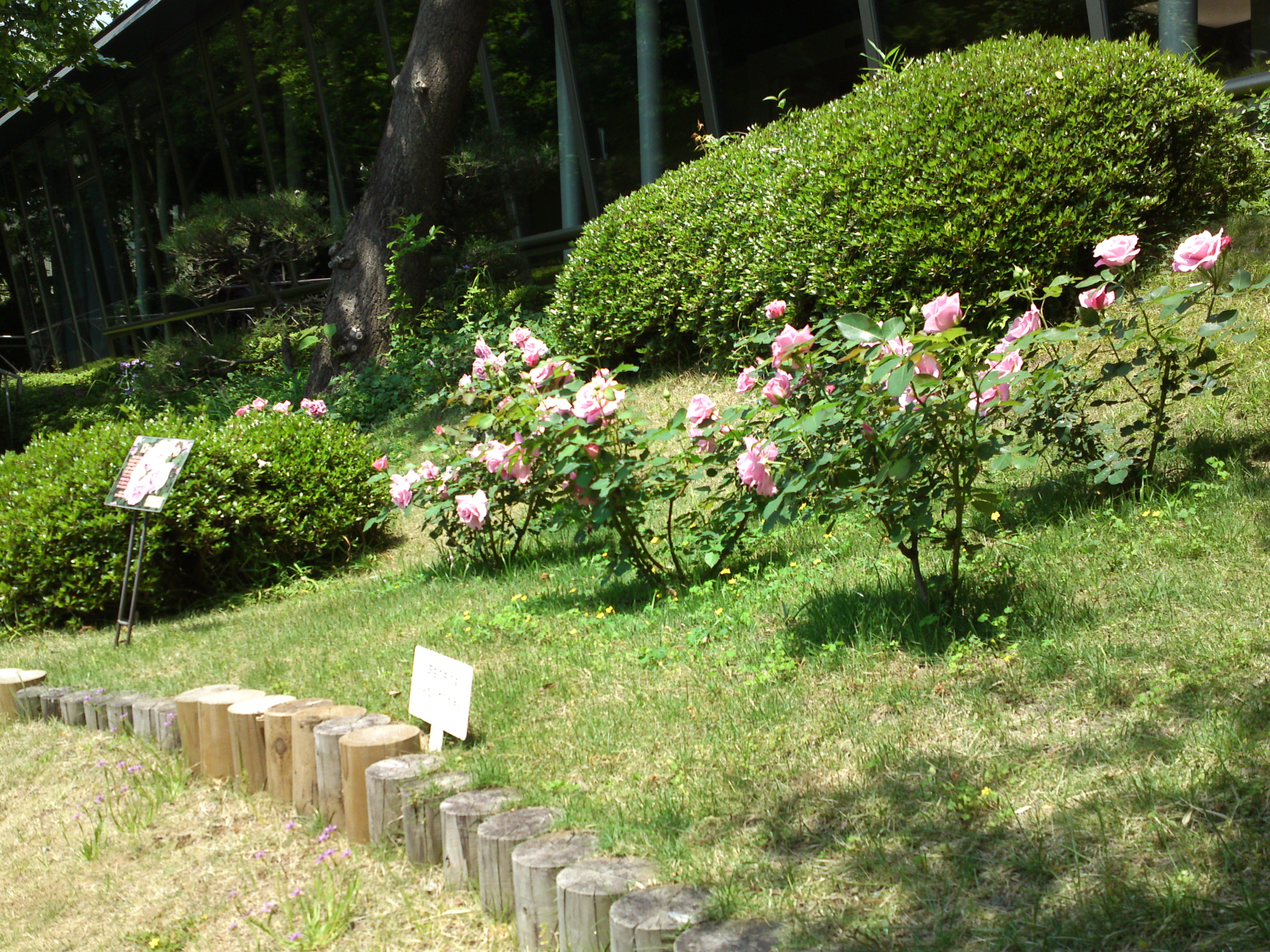 2015年芳澤ガーデンギャラリーのバラの花３
