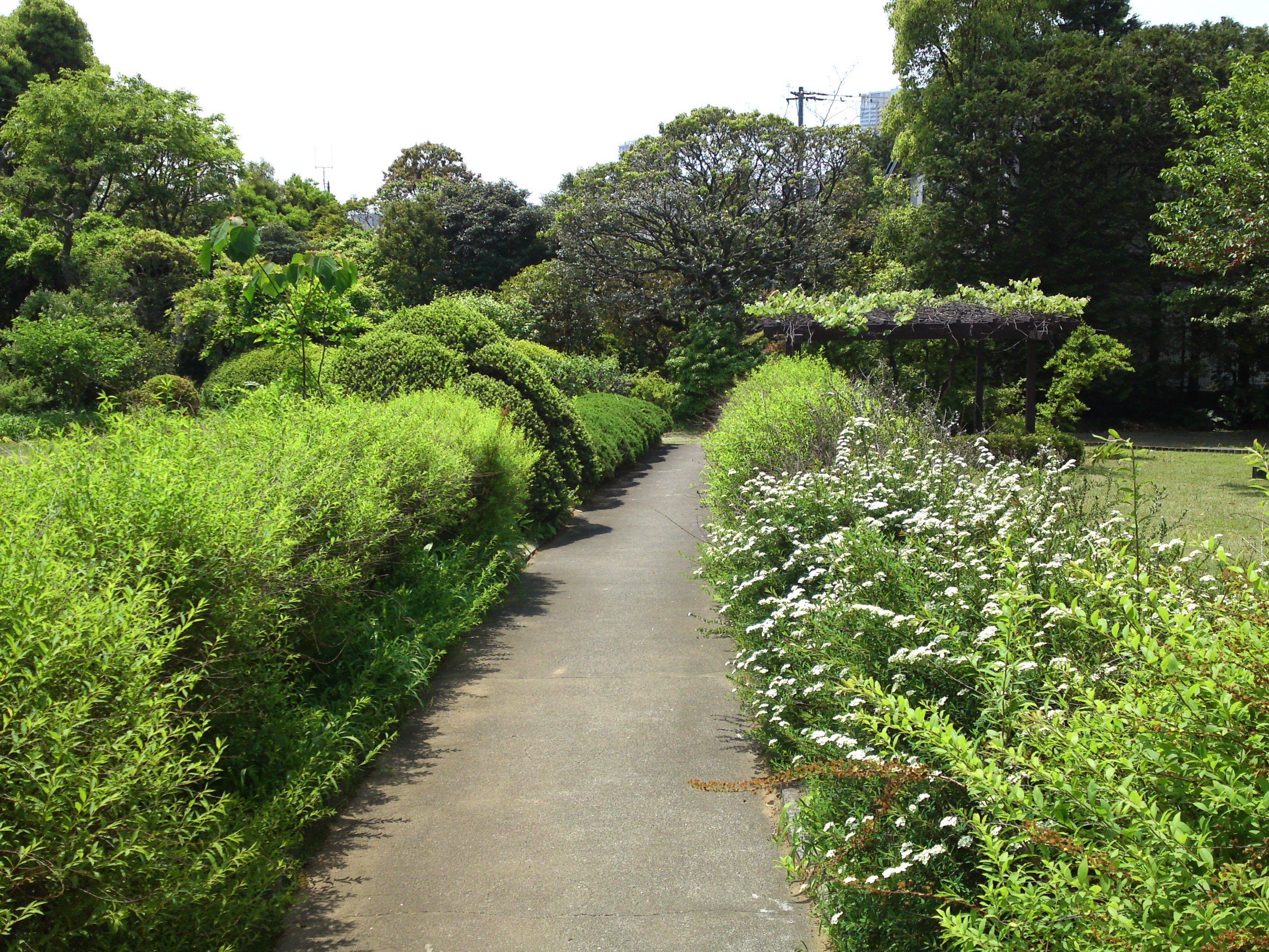 2015年芳澤ガーデンギャラリーの初夏の花々１