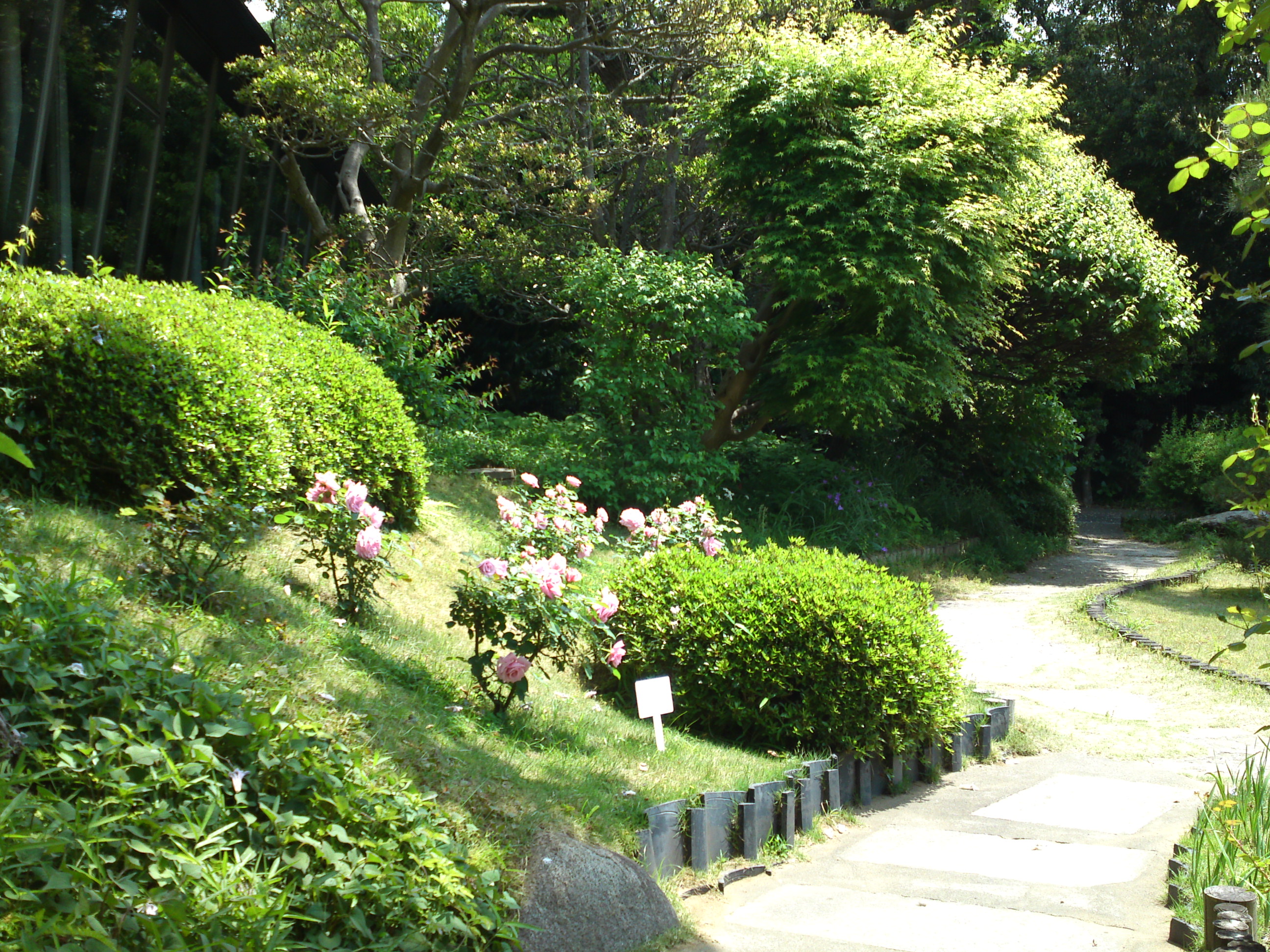 2015年芳澤ガーデンギャラリーのバラの花５
