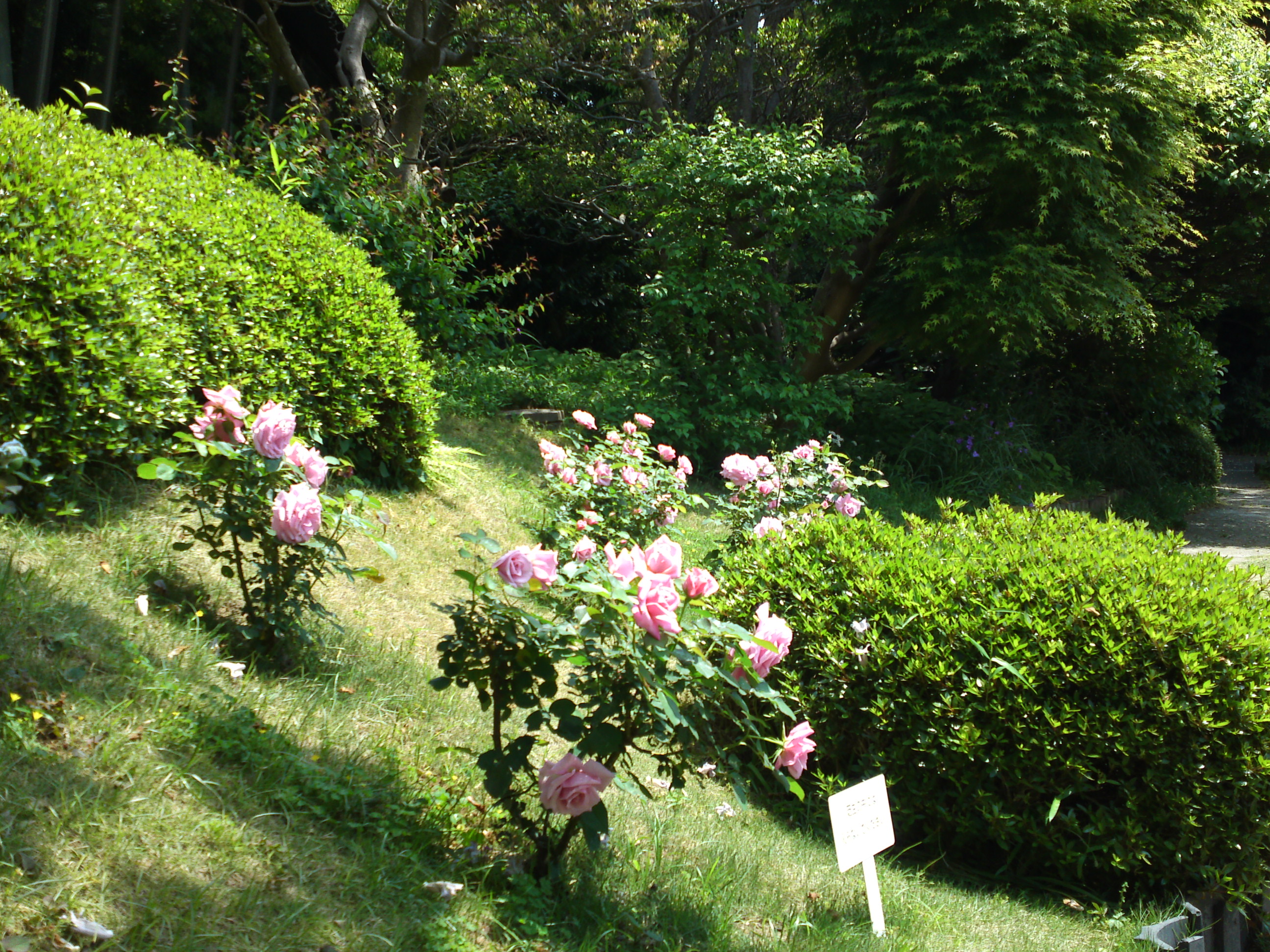 2015年芳澤ガーデンギャラリーのバラの花６