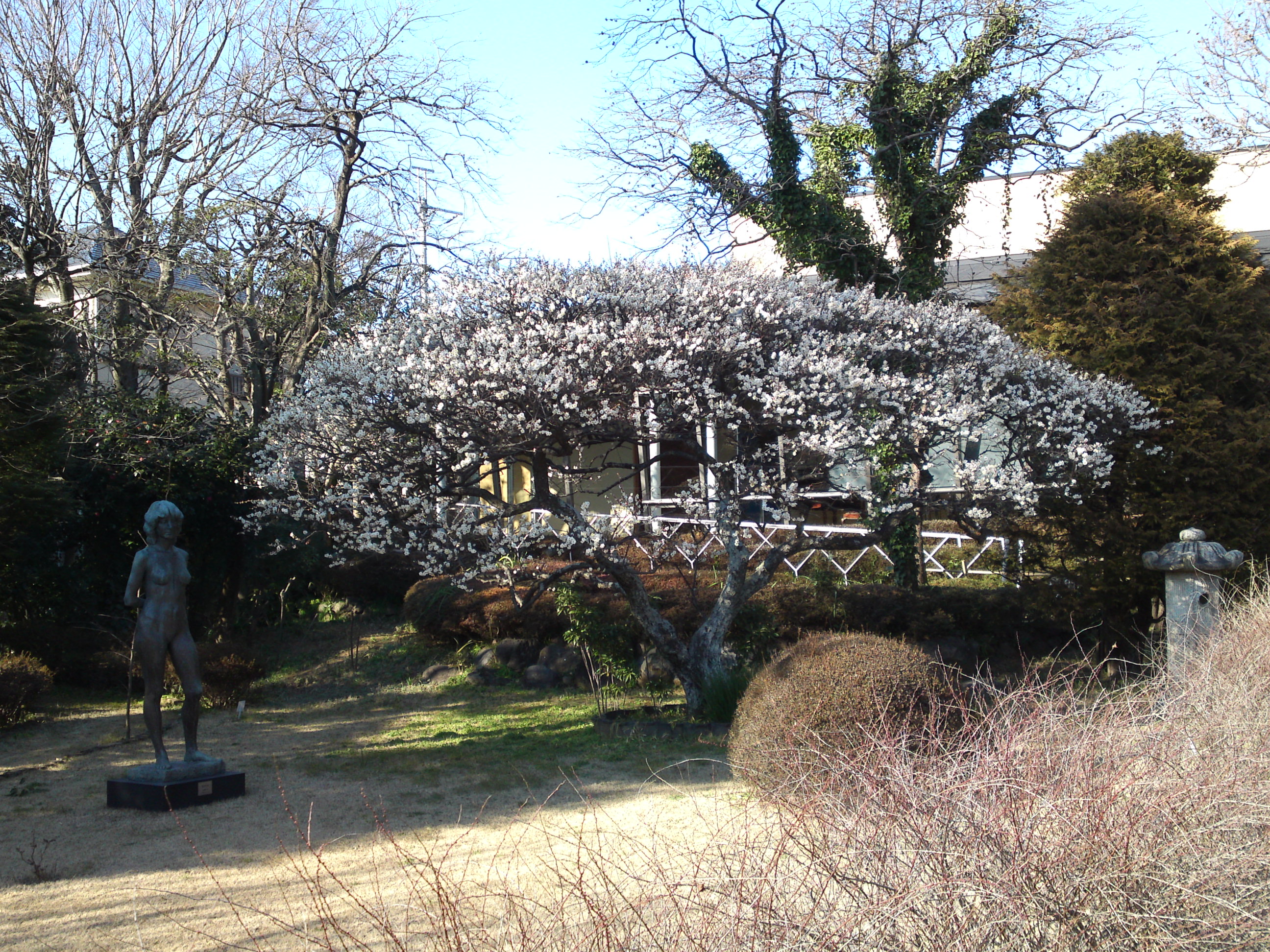 2016年芳澤ガーデンギャラリーの白梅の花１