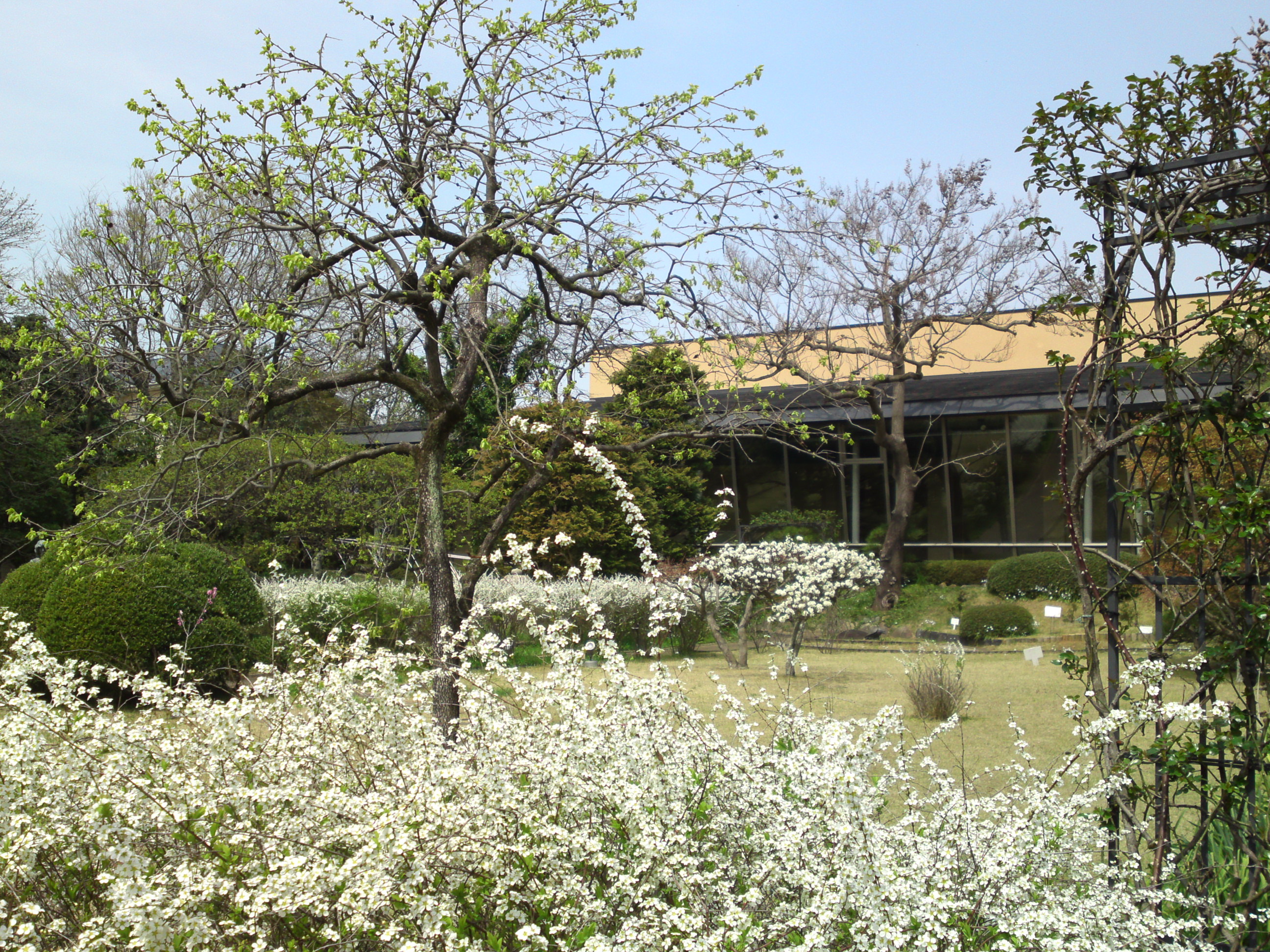 2016年芳澤ガーデンギャラリーのユキヤナギ１