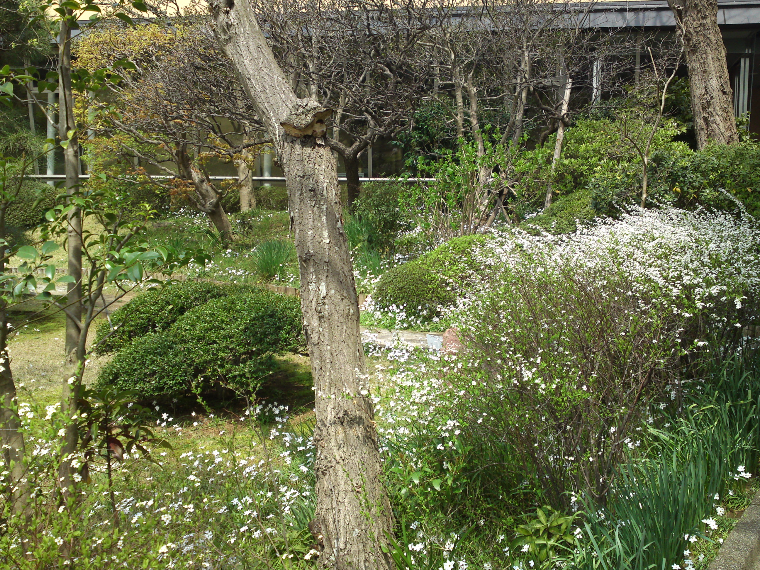 2016年芳澤ガーデンギャラリーの春の花々４