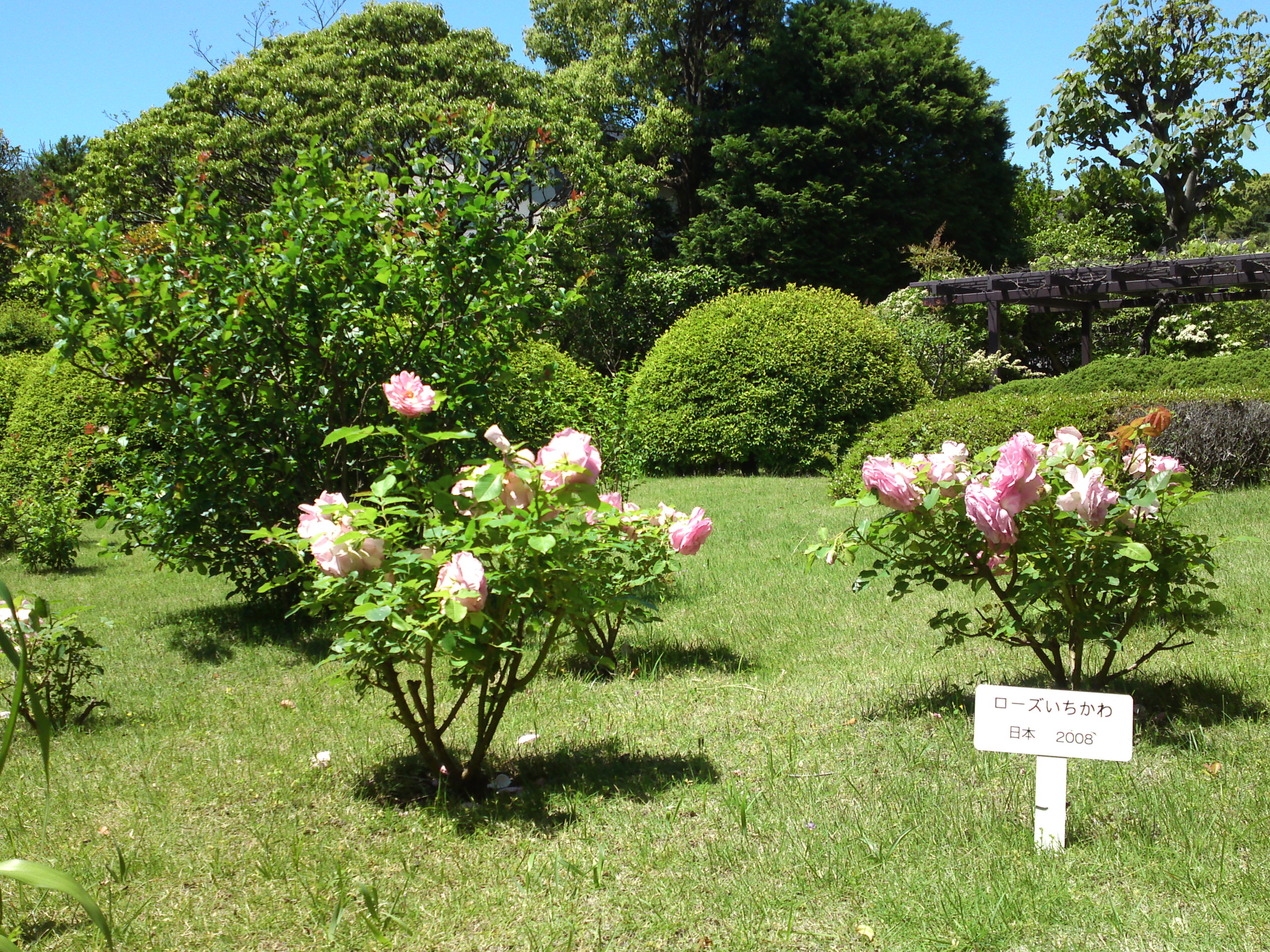 2016年芳澤ガーデンギャラリーのバラの花