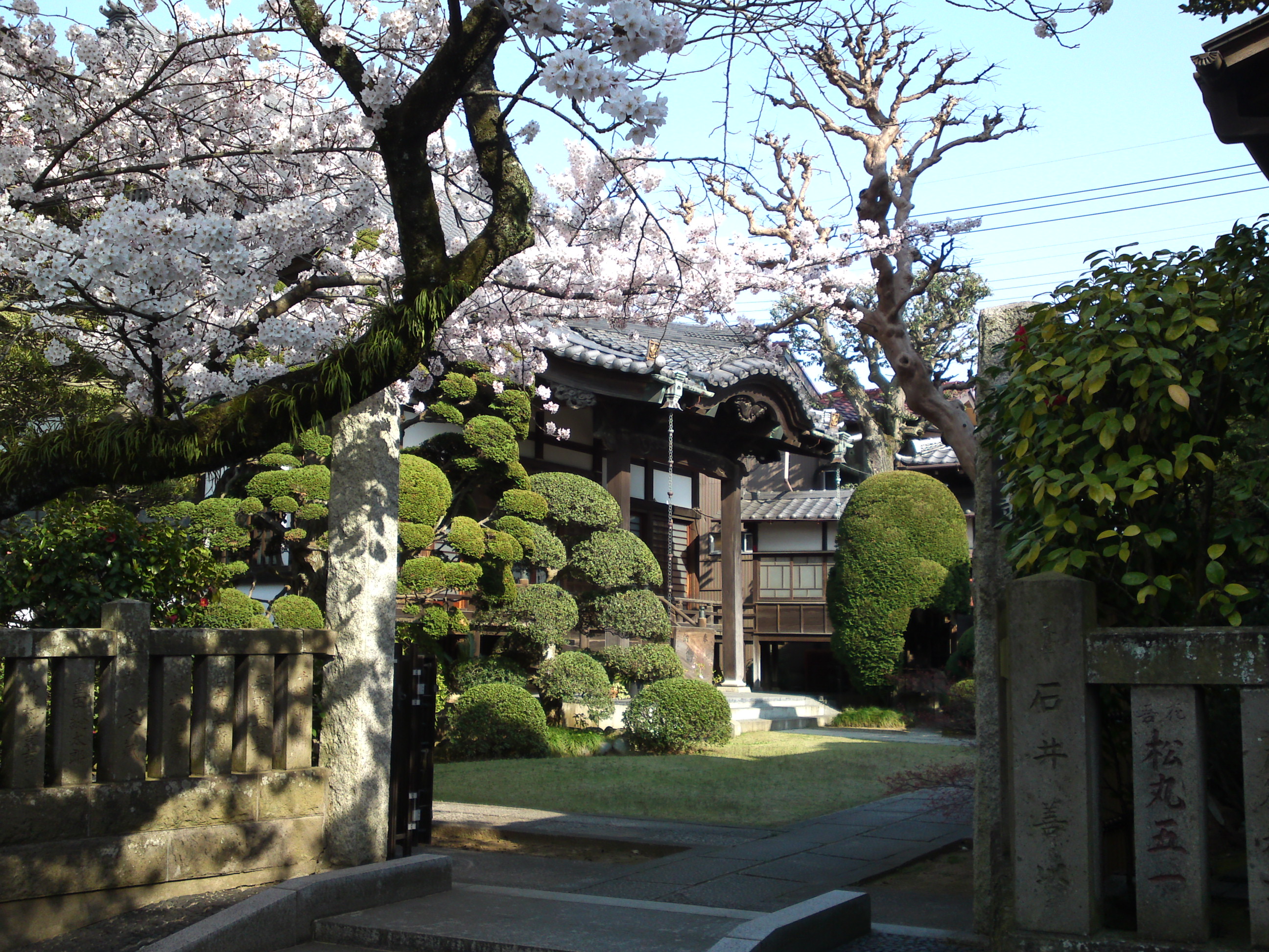 2015年陽雲寺を彩る桜の花１