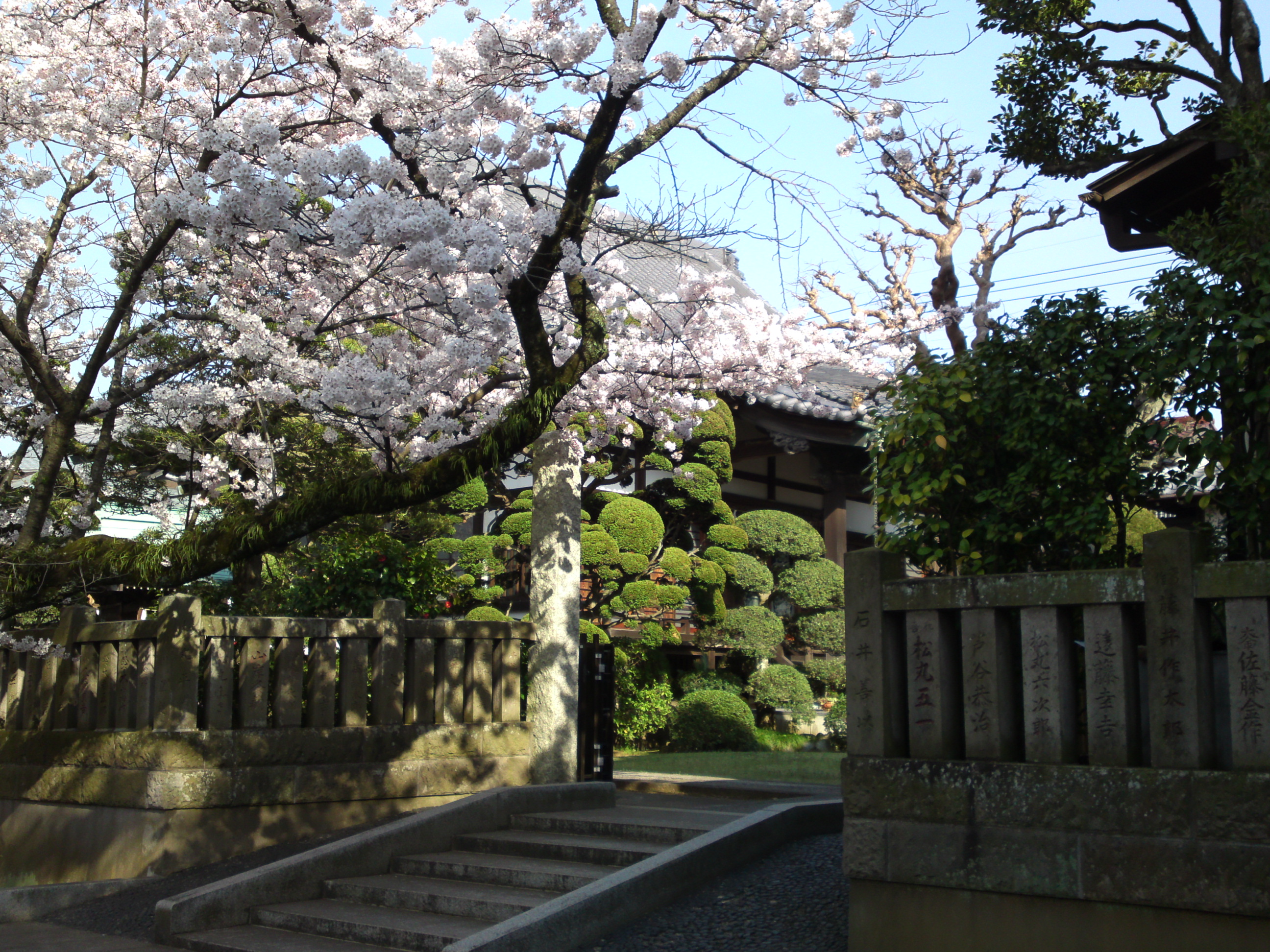 2015年陽雲寺を彩る桜の花２