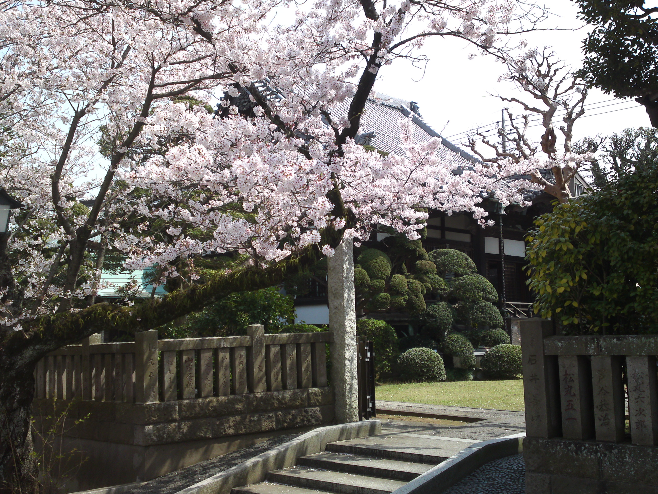 2016年陽雲寺を彩る桜の花１