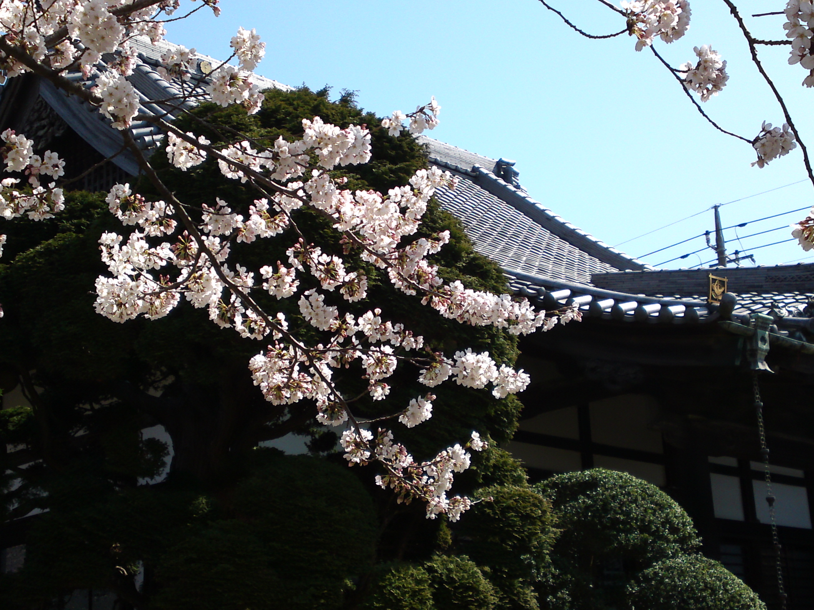 2018年陽雲寺を彩る桜の花１