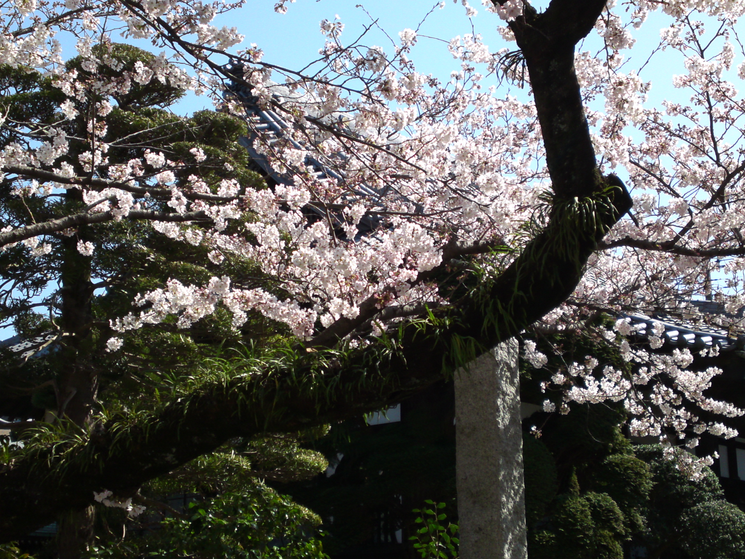 2018年陽雲寺を彩る桜の花３
