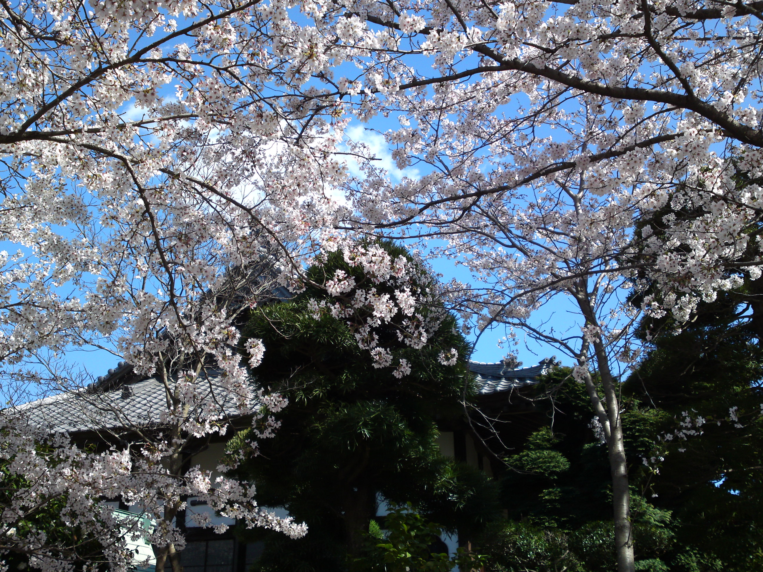 2019年陽雲寺を彩る桜の花５
