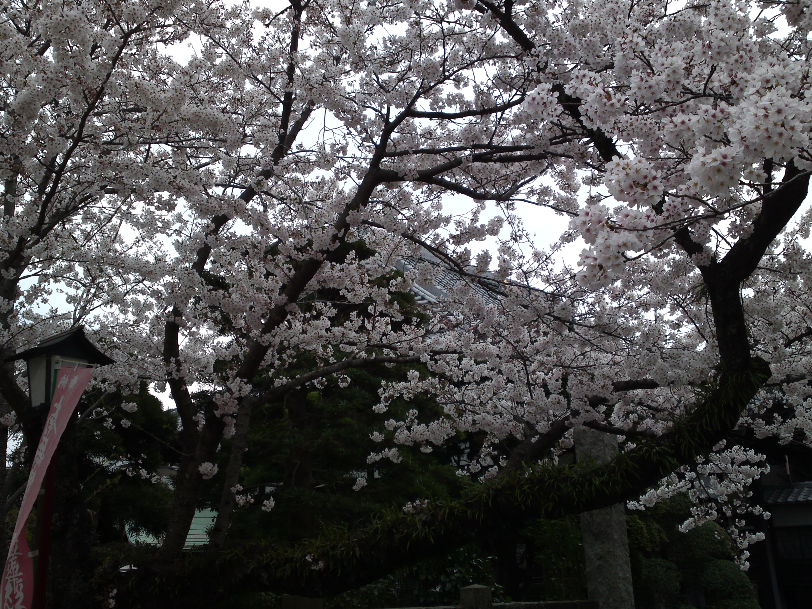 2019年陽雲寺を彩る桜の花３