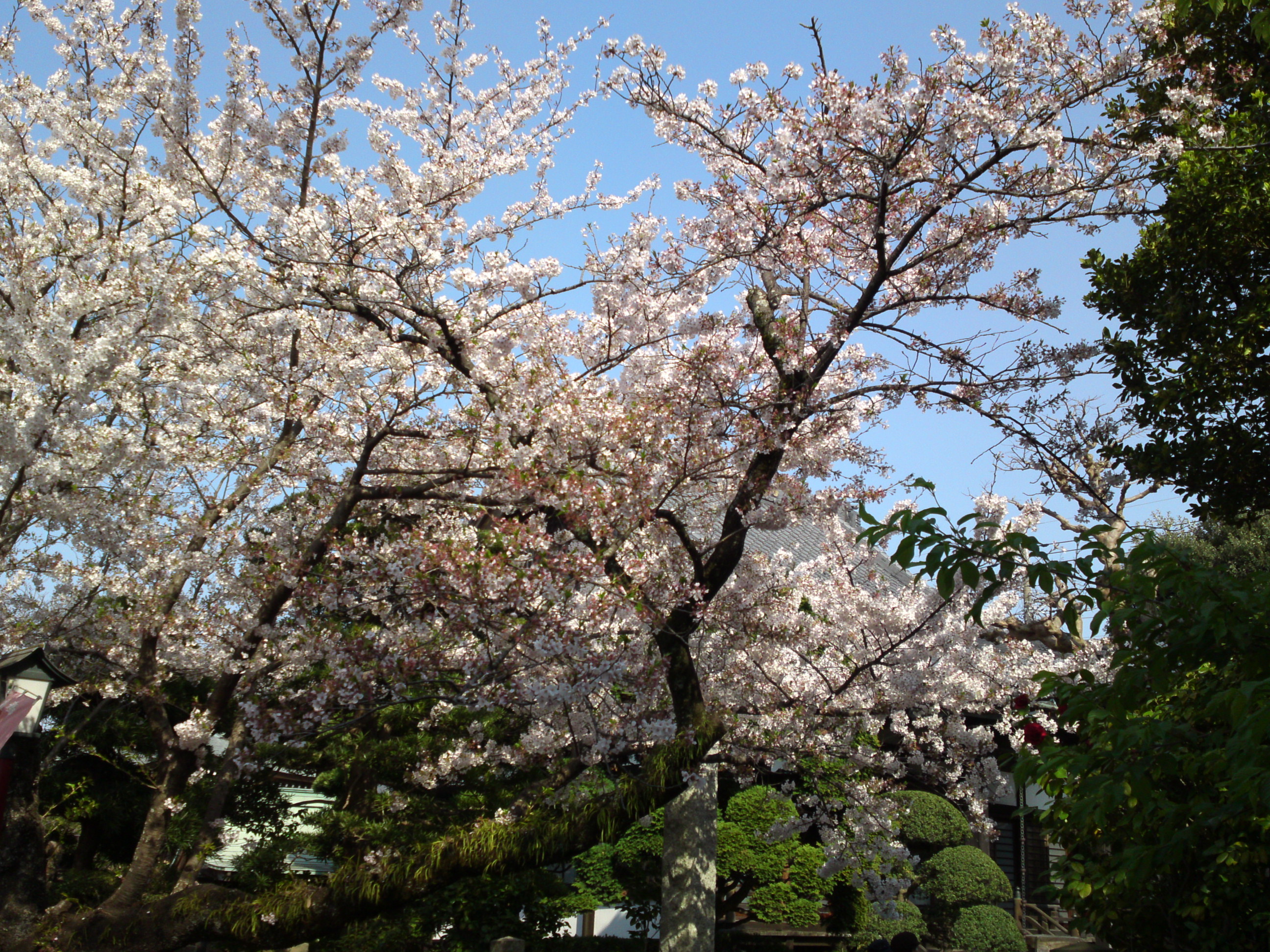 2019年陽雲寺を彩る桜の花４